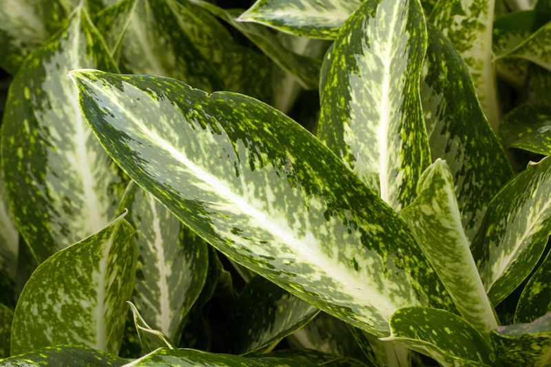 Add Height and Privacy to Your Garden with the Best Tall-Potted Plant Options